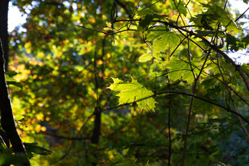 green leaves in sunlight