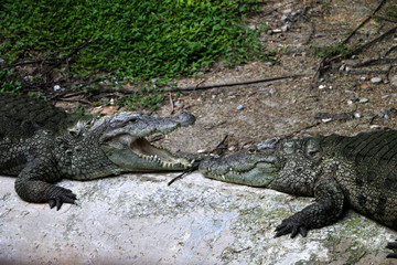 Crocodiles