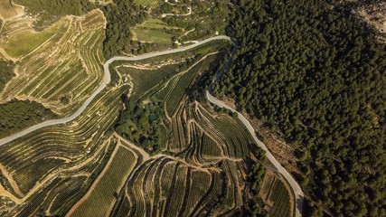 Priorat winefields zone 11