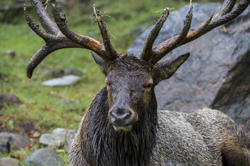 Fototapeta premium Cerf