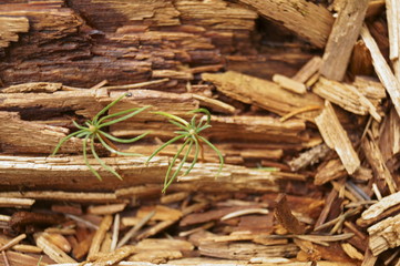 Old wood texture - brown abstract background