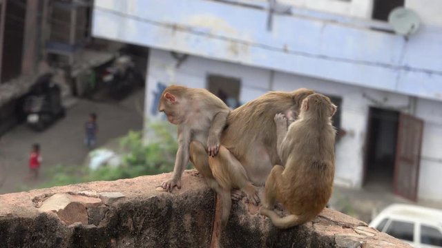 Rhesus macaque (Macaca mulatta) monkeys grooming one another in Jaipur, India