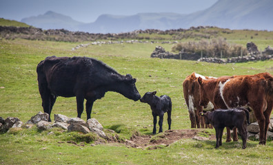 Cattle in Open Pasture with Calf