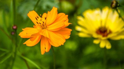 Flower in summer