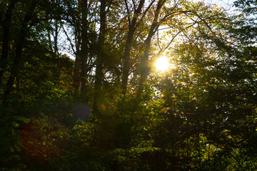 rays of sun in the forest in autumn