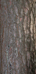 Detail einer Baumrinde, Eichenbaum, Rinde