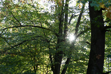 Obraz premium Sunlight shrough the leaves in forest