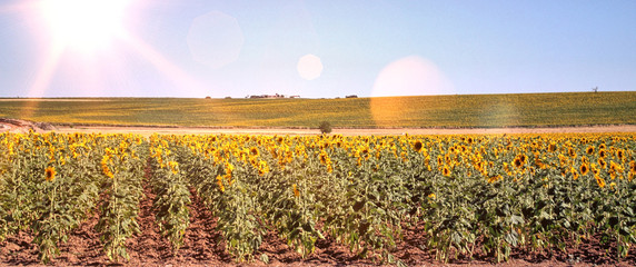 girassois