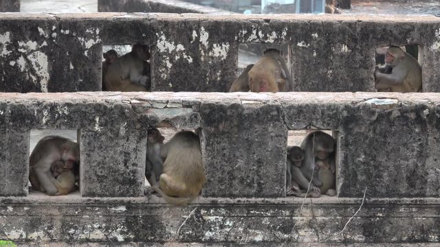 Rhesus macaque (Macaca mulatta) monkeys sheltering from monsoon rain in Jaipur, India
