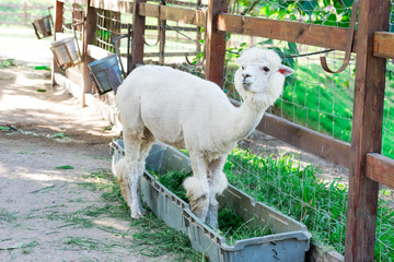Fototapeta premium Alpaca (Vicugna Pacos)