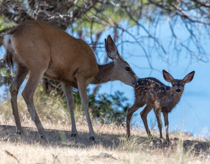 Mother doe grooming fawn