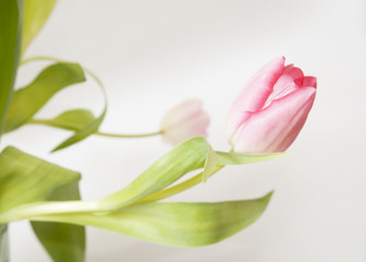 Obraz premium rosa Tulpe, neutraler Hintergrund / pink tulip, neutral background
