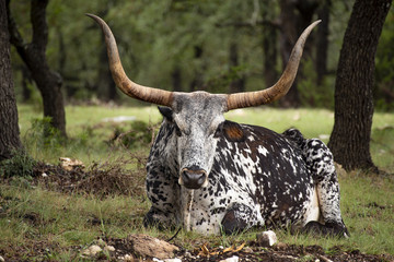 Longhorn