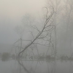 trunk of a dry tree in the water of the river against the backdrop of autumn fog.