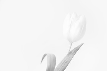Tulpe schwarz/weiß vor neutralem Hintergund / Tulip black and white against neutral background