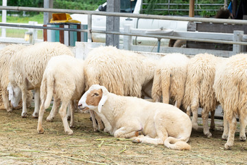 A group of sheep in the farm