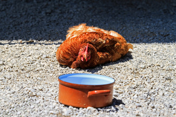 Huhn in Sommerhitze