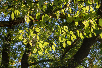 branch of a tree with green leaves