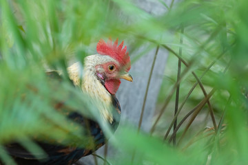 Mirando al Gallo