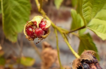 Natural fruits in the garden