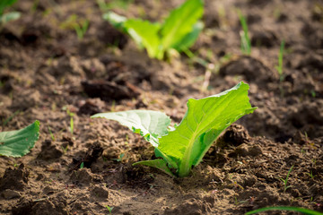 Baby lettuce growing in the garden