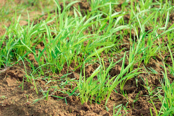 Baby Water Spinach plants (pomoea aquatica) in the garden