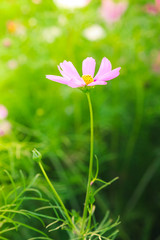 Blur and soft beautiful pink cosmos flowers