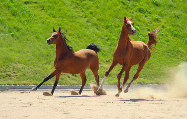 purebred arabian horses gallop