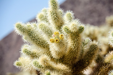 Jumping Cholla cactus (also known as Cylindropuntia) garden in Joshua Tree National Park