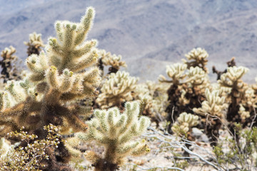 Fototapeta na wymiar Jumping Cholla cactus (also known as Cylindropuntia) garden in Joshua Tree National Park