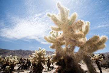 Fototapeta premium Jumping Cholla cactus (also known as Cylindropuntia) garden in Joshua Tree National Park