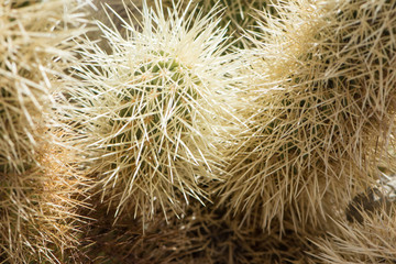 Jumping Cholla cactus (also known as Cylindropuntia) garden in Joshua Tree National Park