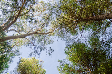 treetop in the forest of chefchaouen