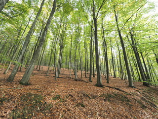Keltischer Ringwall Otzenhausen im Herbst auf dem Dollberg - eine der eindrucksvollsten keltischen Befestigungsanlagen in Europa 
