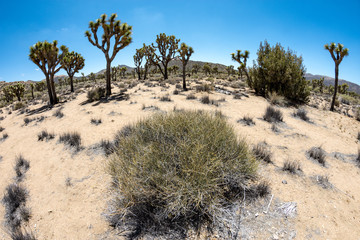 Fisheye view of sagebrush and Joshua Trees in Joshua Tree National Park in California