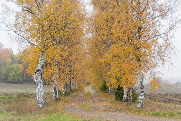  Yellow leaves in birch trees on October