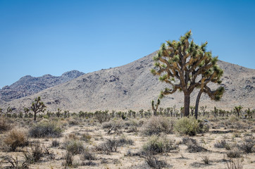 Lots of Joshua Trees in Joshua Tree National Park in Southern California on a sunny summer day in the Mojave desert