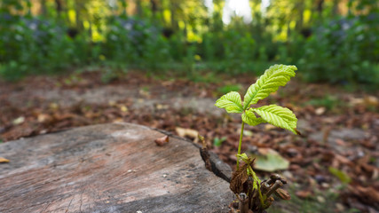 Sprouts growing on an old tree stump in autumn