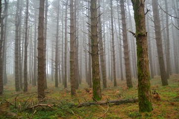 Fog in the forest