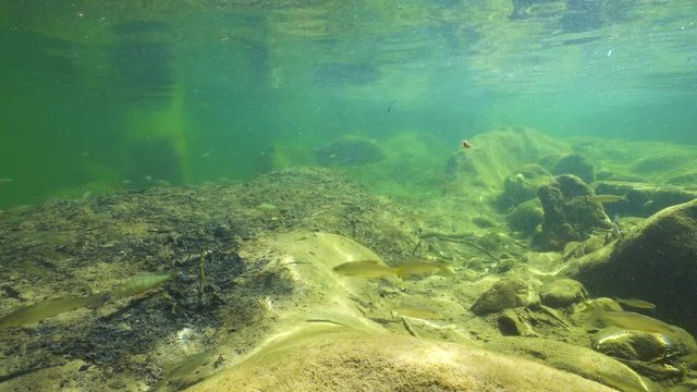 A shoal of freshwater fishes underwater in a river, La Muga, Girona, Alt Emporda, Catalonia, Spain