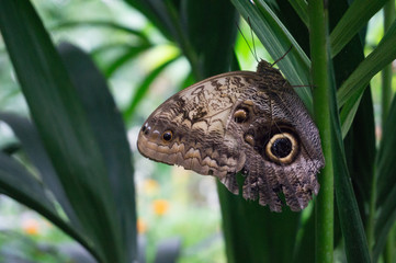 Large butterfly in nature 