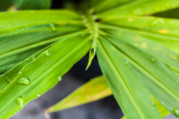 Raindrops on green ginger leaves