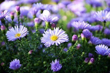 Bright purple asters novae-angliae in the autumn garden enjoyed the sun.