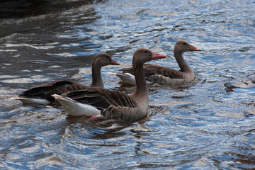 Graugänse im Wasser