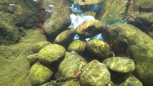 Rocks underwater in a flowing stream, La Muga river, Girona, Alt Emporda, Catalonia, Spain