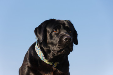 Schwarzer Labrador Kopf Portrait gegen blauen Himmel