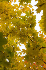 Autumnal yellow leaves on tree in forest