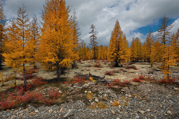 Russia. Magadan region. Autumn taiga on permafrost.