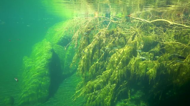 Tree branches with freshwater fish (chub Squalius cephalus) underwater in a river, La Muga, Girona, Alt Emporda, Catalonia, Spain