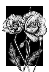 Poppies Flowers Art Print - Black and White Pen and Ink Modern Art
